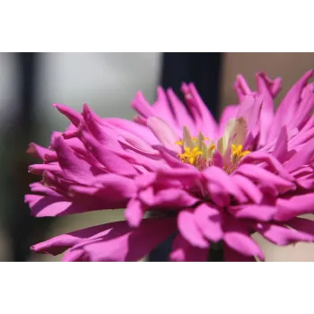Arali Flowers